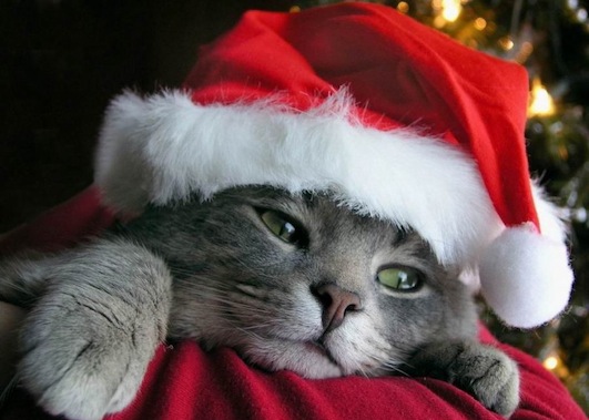 クリスマスのサンタ猫ちゃん - Patra Ichida @ Blog